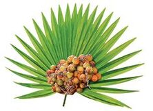 Roomava palmi vilja ekstrakt (Serenoa repens) Urostalis